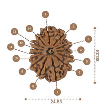 Load image into Gallery viewer, 14 Mukhi Rudraksha - Nepali