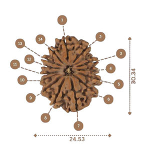 14 Mukhi Rudraksha - Nepali