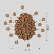 Load image into Gallery viewer, 14 Mukhi Rudraksha - Nepali