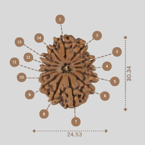 14 Mukhi Rudraksha - Nepali