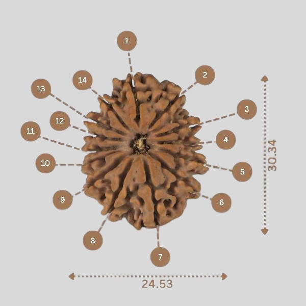 14 Mukhi Rudraksha - Nepali