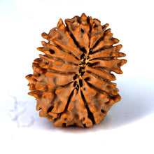 Load image into Gallery viewer, 14 Mukhi Rudraksha - Nepali