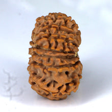 Load image into Gallery viewer, 14 Mukhi Rudraksha - Nepali