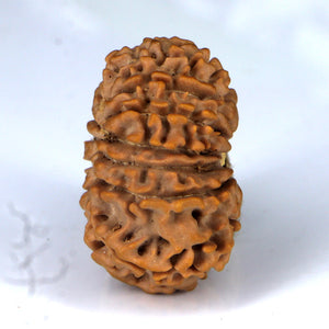 14 Mukhi Rudraksha - Nepali