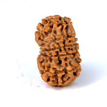 Load image into Gallery viewer, 14 Mukhi Rudraksha - Nepali