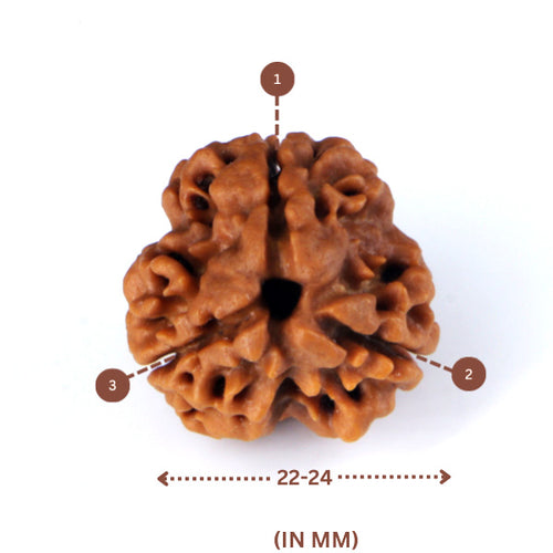 3 Mukhi Rudraksha(Nepali) - Big Size with X-ray report