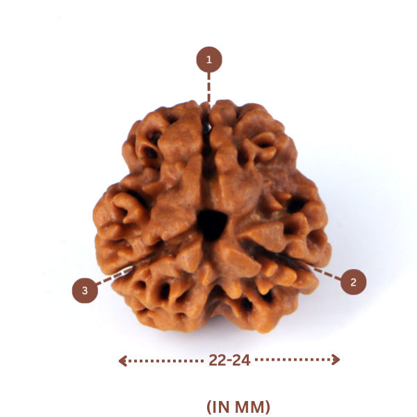 3 Mukhi Rudraksha(Nepali) - Big Size with X-ray report