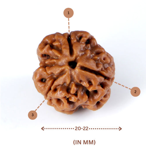 3 Mukhi Rudraksha(Nepali) - Medium Size with X-ray report