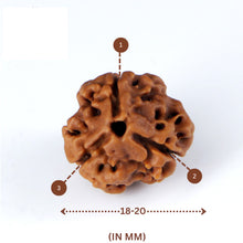 Load image into Gallery viewer, 3 Mukhi Rudraksha(Nepali) - Small Size with X-ray report