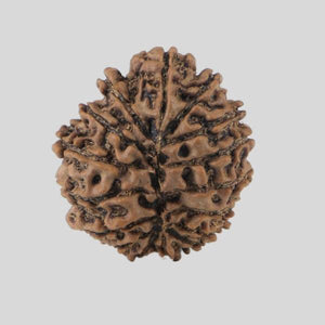 16 Mukhi Rudraksha(Nepali)