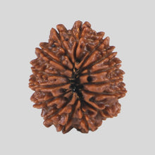 Load image into Gallery viewer, 15 Mukhi Rudraksha(Nepali)