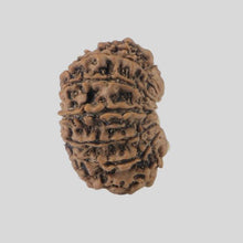 Load image into Gallery viewer, 16 Mukhi Rudraksha(Nepali)