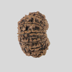 16 Mukhi Rudraksha(Nepali)