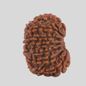 15 Mukhi Rudraksha(Nepali)