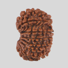 Load image into Gallery viewer, 15 Mukhi Rudraksha(Nepali)