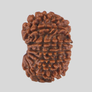 15 Mukhi Rudraksha(Nepali)