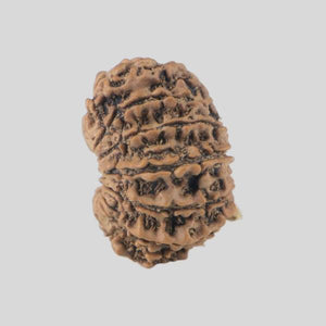 16 Mukhi Rudraksha(Nepali)