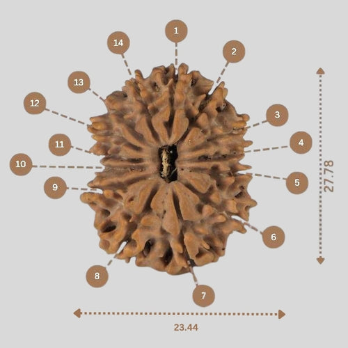 14 Mukhi Rudraksha - Nepali