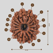 Load image into Gallery viewer, 15 Mukhi Rudraksha(Nepali)