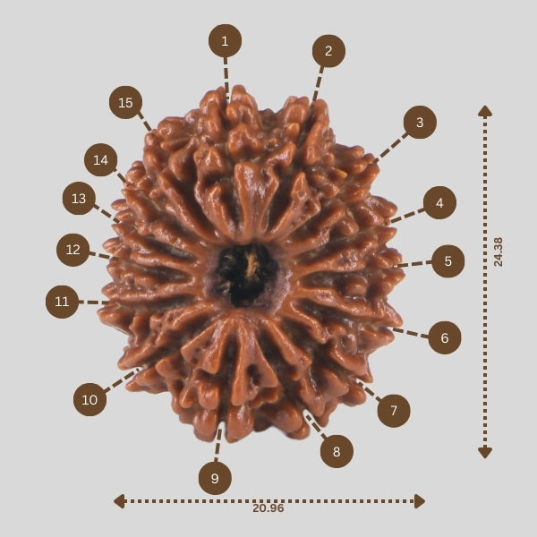 15 Mukhi Rudraksha(Nepali)