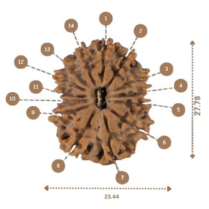 14 Mukhi Rudraksha - Nepali