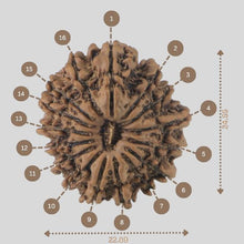 Load image into Gallery viewer, 16 Mukhi Rudraksha(Nepali)