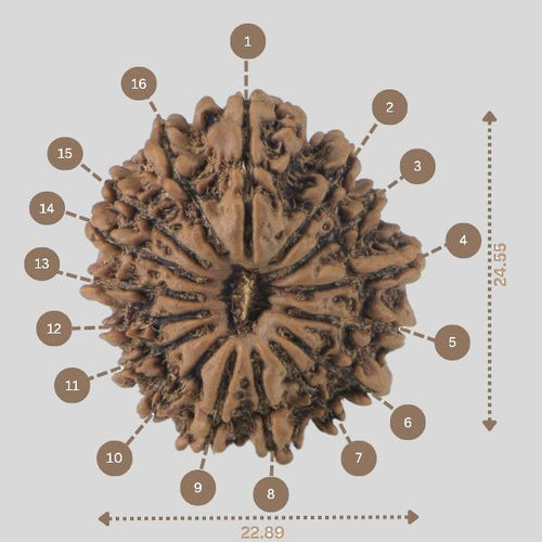 16 Mukhi Rudraksha(Nepali)