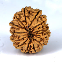 Load image into Gallery viewer, 14 Mukhi Rudraksha - Nepali