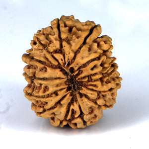 14 Mukhi Rudraksha - Nepali