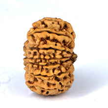 Load image into Gallery viewer, 14 Mukhi Rudraksha - Nepali