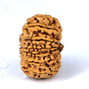 14 Mukhi Rudraksha - Nepali