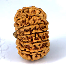 Load image into Gallery viewer, 14 Mukhi Rudraksha - Nepali