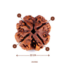 Load image into Gallery viewer, 4 Mukhi Rudraksha(Nepali) - Big Size with X-ray report