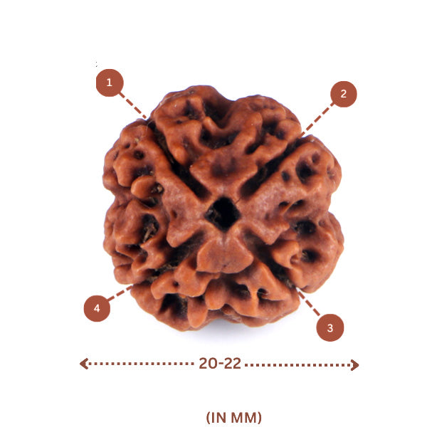 4 Mukhi Rudraksha(Nepali) - Medium Size with X-ray report