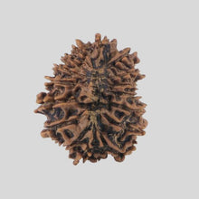 Load image into Gallery viewer, 16 Mukhi Rudraksha(Nepali)