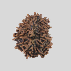 16 Mukhi Rudraksha(Nepali)