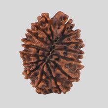 Load image into Gallery viewer, 15 Mukhi Rudraksha(Nepali)