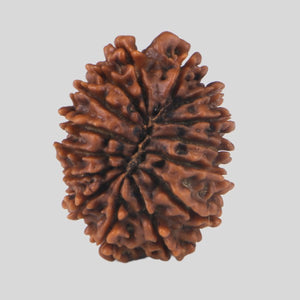 15 Mukhi Rudraksha(Nepali)