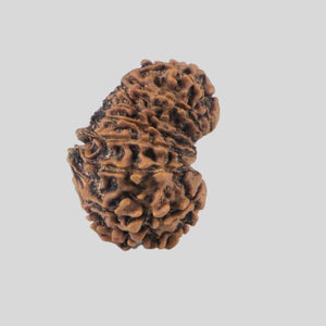 16 Mukhi Rudraksha(Nepali)