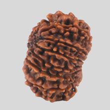 Load image into Gallery viewer, 15 Mukhi Rudraksha(Nepali)