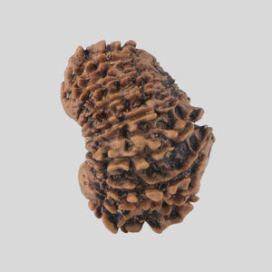 16 Mukhi Rudraksha(Nepali)