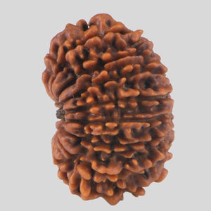 15 Mukhi Rudraksha(Nepali)