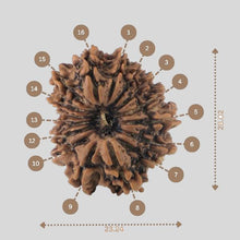 Load image into Gallery viewer, 16 Mukhi Rudraksha(Nepali)