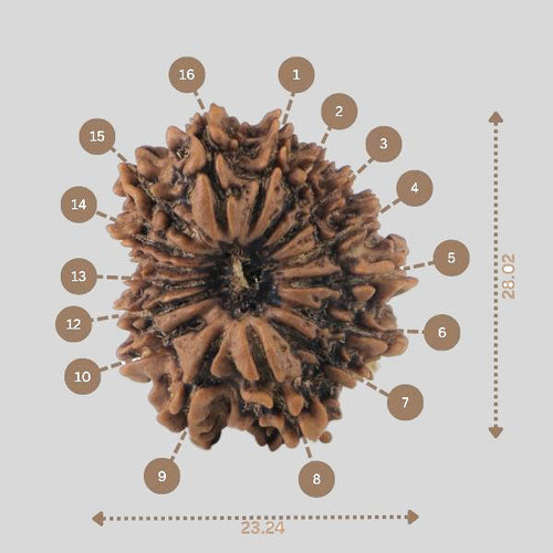 16 Mukhi Rudraksha(Nepali)