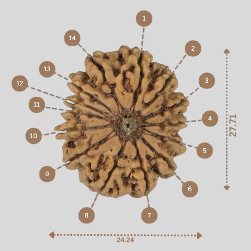 14 Mukhi Rudraksha - Nepali