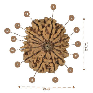 14 Mukhi Rudraksha - Nepali