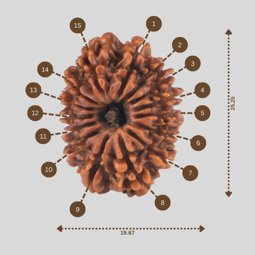 15 Mukhi Rudraksha(Nepali)