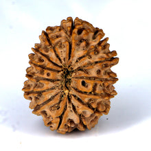 Load image into Gallery viewer, 14 Mukhi Rudraksha - Nepali