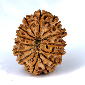 14 Mukhi Rudraksha - Nepali