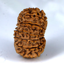 Load image into Gallery viewer, 14 Mukhi Rudraksha - Nepali